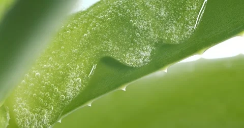 Macro transparent aloe vera cream texture, serum gel cosmetic mask on green leaf Video stock 241392500