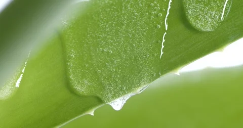 Macro transparent aloe vera cream texture, serum gel cosmetic mask on green leaf Video stock 244765340
