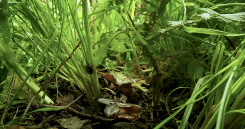 Macro travelling under the plants with an bug and a snail climbing on grass Stock Footage 130505566