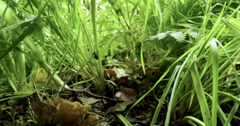 Macro travelling under the plants with an bug climbing on a grass Stock Footage 130505672