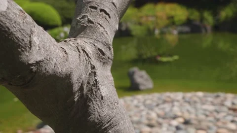 Macro tree bark with ant, public Japanese Garden at Central Park in San Mateo CA Stock Footage 136053189
