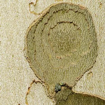 Macro of Tree Bark with Concentric Ring Pattern on Smooth Surface Stock Photos