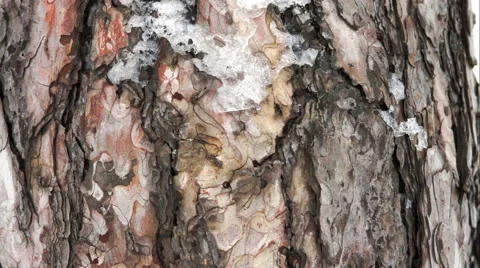 Macro Of Tree Bark Covered In Ice, Winter, Tilt Down Stock Footage 45675840