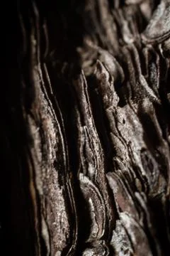 Macro tree bark Stock Photos