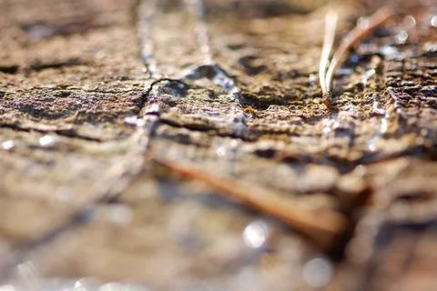 Macro tree bark Stock Photos