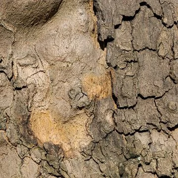 Macro of Tree Bark with Smooth and Cracked Texture Transition in Natural Ligh Stock-Fotos