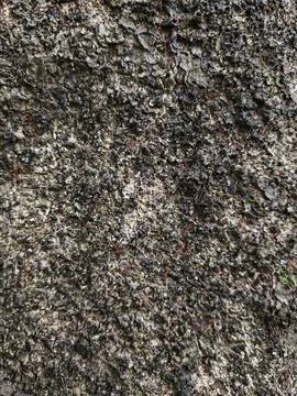 Macro Tree Bark Texture Background with Rough Natural Wood Surface 스톡 사진