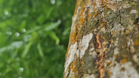 Macro of tree bark texture with blurred green foliage bokeh Video stock 332451548