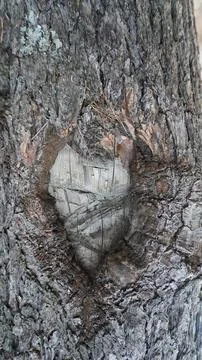 Macro: tree bark texture, heart-shaped hollow, deep furrows, etched. Stock Photos