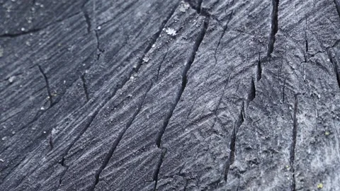 Macro tree with cracks and knots Stock Footage 153720721