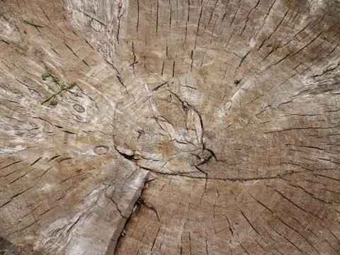 Macro of tree cross section background Stock Photos