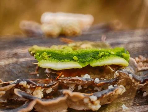 Macro tree log moss and mushrooms Stock Photos