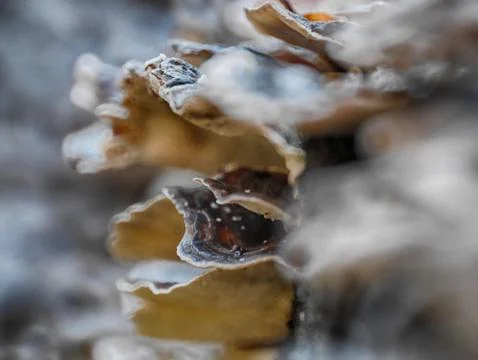Macro tree log mushrooms Stock Photos