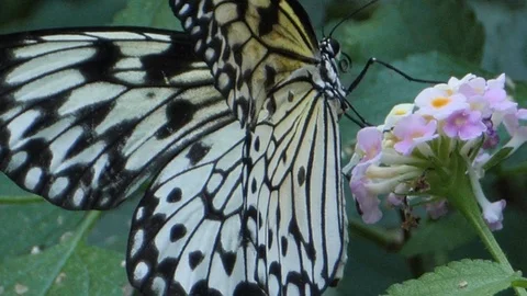 Macro tree nymph butterfly  Stock Footage 92307426