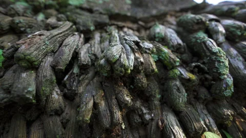 Macro tree roots sliding shot Stock Footage 137962342