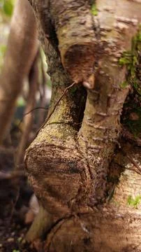Macro of Tree Trunk and Roots with Moss and Rough Bark. Stock Photos