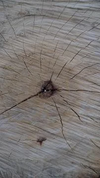 Macro of tree trunk cross-section, concentric growth rings, starburst crack. Stock Photos