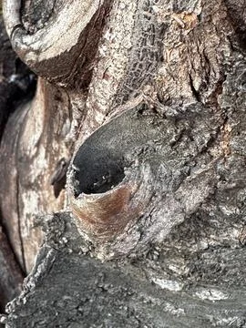 Macro of Tree Trunk with Cut Branch Stock Photos