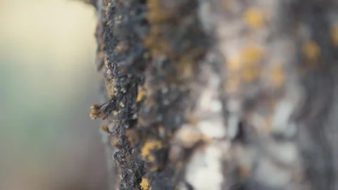 Macro of a tree's bark with ants walking and moss, soft focus Stock Footage 276096603
