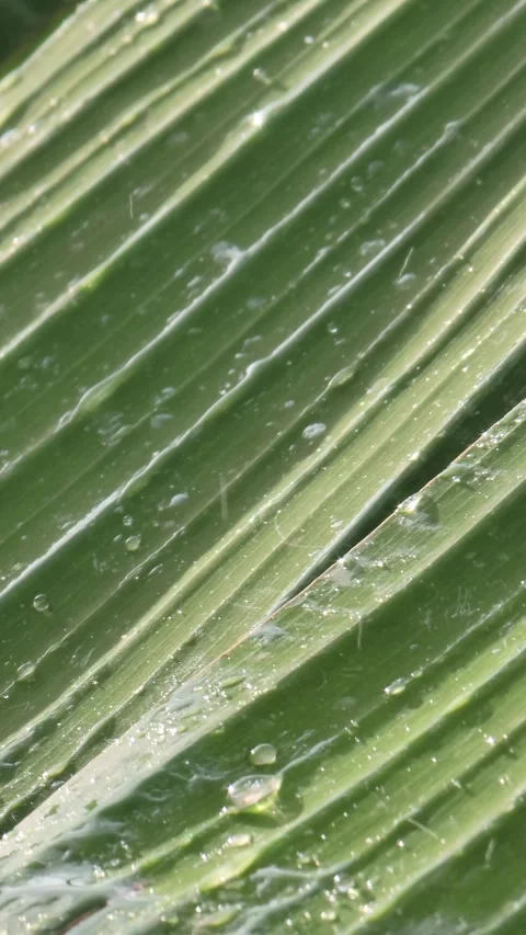 Macro Tropical Palm Leaf with Water Drops Shining in Sunlight-Nature Background 스톡 동영상 331608642