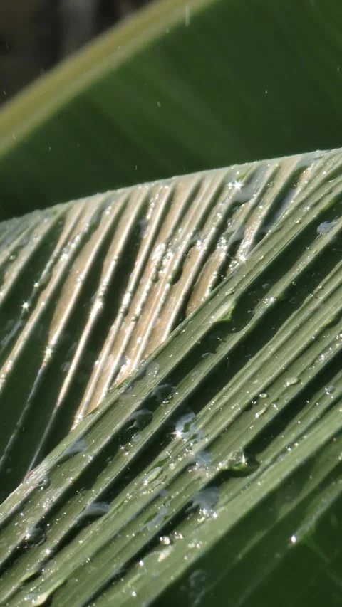 Macro Tropical Palm Leaf with Water Drops Shining in Sunlight-Nature Background Video stock 331608692