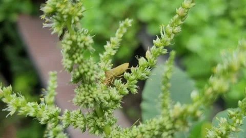 Macro of True Bug Resting on Green Amaranth Flower Spikes Vídeos de archivo 337546760