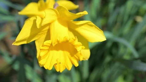 Macro of trumpet daffodil in Spring time Stock Footage 321462733