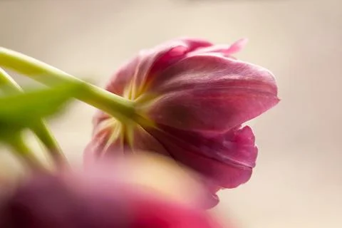 Macro Tulip Flower Stock Photos
