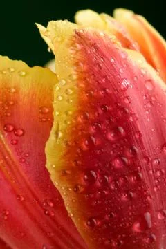Macro of tulip petals Stock Photos