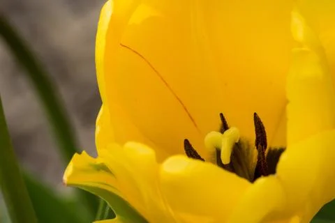 Macro Tulip 库存照片