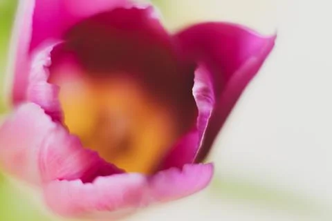 Macro tulip Foto stock