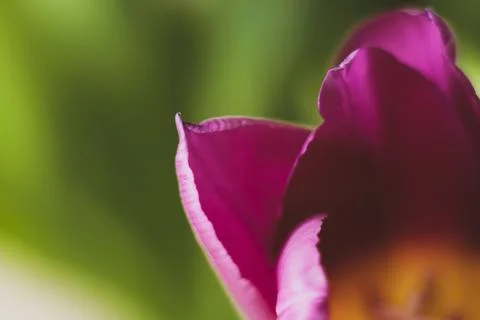 Macro tulip Foto stock