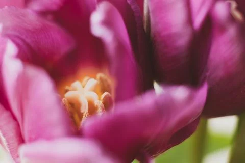 Macro tulip Stock Photos