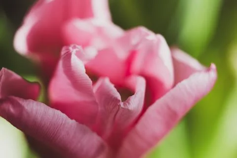 Macro tulip Stock Photos