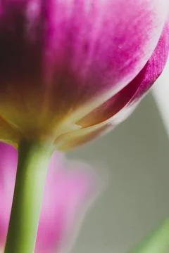 Macro tulip Stock Photos
