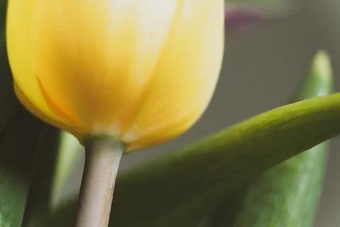 Macro tulip Foto stock