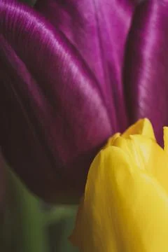 Macro tulip Foto stock