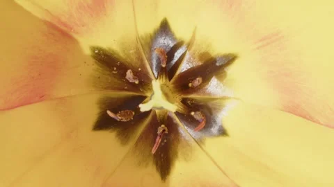 Macro Tulips bloom in the sunshine Video stock 240632305