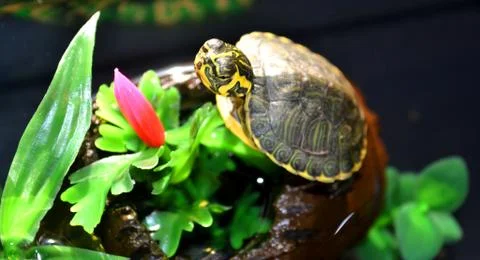 Macro turtle Stock Photos