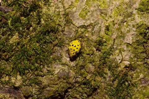 Macro of twelve-point ladybug Psyllobora vigintiduopunctata on bark of tree Fotos Stock