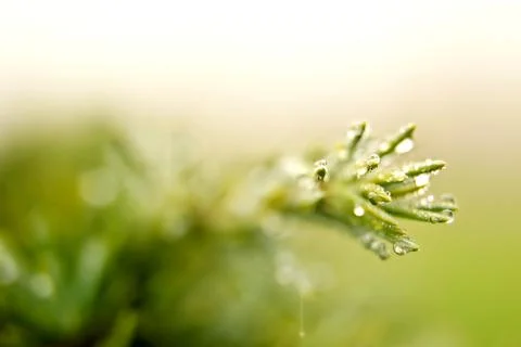 Macro of twig with drops Photos