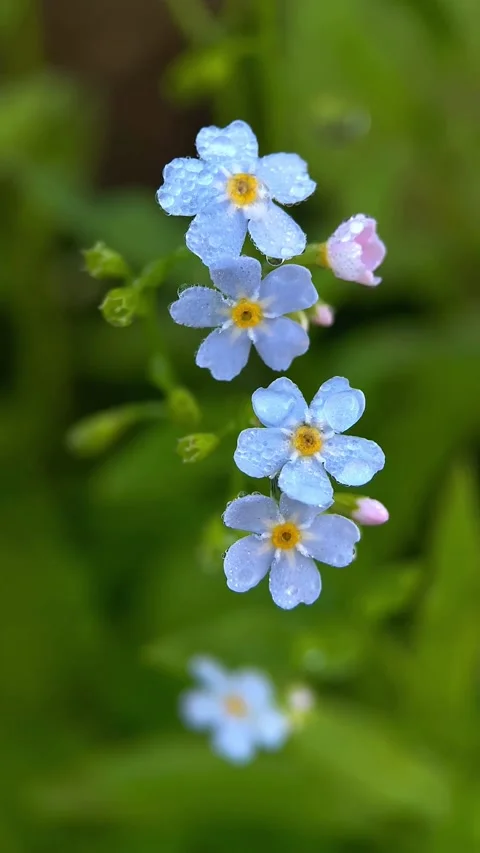 Macro twig forget-me-not flower, bush, Myosótis Stock Footage 246590681