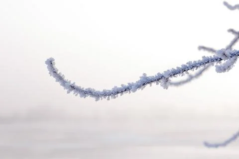 Macro of a Twig With Snow 库存照片