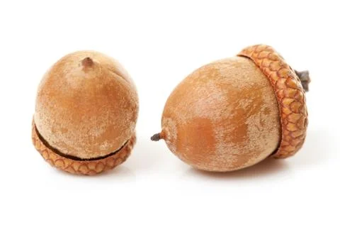 Macro of two acorns Stock Photos