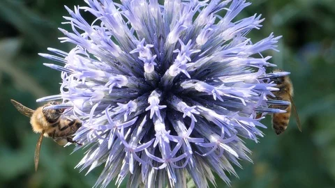 Macro- two bees on thistle flower 4K Stock Footage 93469545