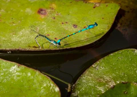 Macro two blue dragonfly bugs preparing to mate on a lily pad Stock Photos