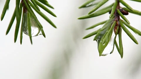 Macro two branches of a pine with drops of water Stock Footage 62535723