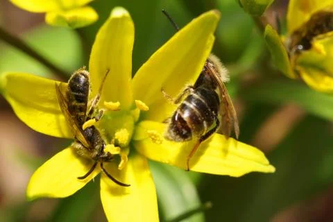 Macro of two brown bees Andrena with wings gathering pollen and nectar 写真素材