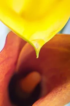 Macro of two calla flowers Stock Photos