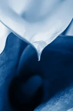 Macro of two calla flowers Stockfoto's